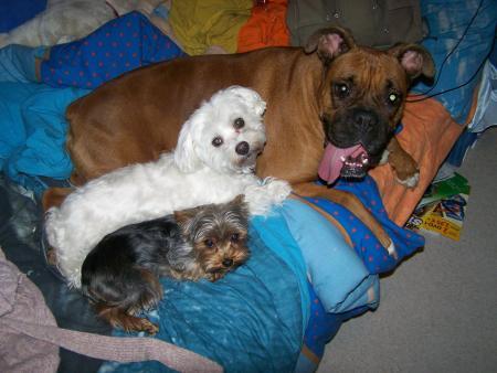 mes tits chiens !!